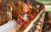 Trứng gà ta và trứng gà công nghiệp: Loại nào tốt nhất cho sức khỏe của bạn?