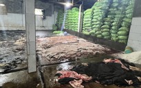 Đà Nẵng: Kiểm tra đột xuất, phát hiện cơ sở sơ chế 4 tấn da bò hôi thối