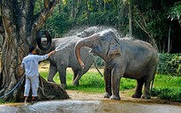 Khoảnh khắc ấn tượng của voi, hà mã, hươu cao cổ... ở Thảo Cầm Viên Sài Gòn
