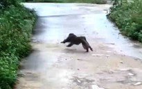 Quảng Nam: Bắn thuốc mê khỉ hoang tấn công người