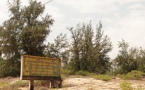 Bình Định: Khởi tố cựu Giám đốc Ban Quản lý rừng phòng hộ H.Phù Mỹ
