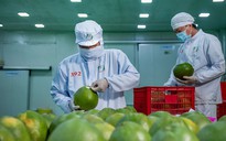 Xuất khẩu tỉ USD, trái cây Việt vẫn không có thương hiệu