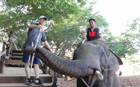 Chính thức dừng dịch vụ cưỡi voi ở Đắk Lắk: khách du lịch, nài voi nói gì?