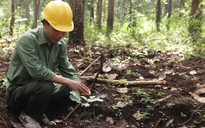 Ông giám đốc kể chuyện vào rừng ‘săn’ cây thuốc quý rồi mang trả về... rừng