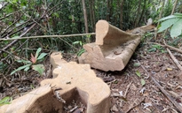 Khởi tố vụ phá rừng lớn ở Quảng Trị