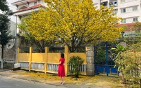 Qua tết gần 1 tháng, cây mai vàng 40 năm tuổi vẫn 'trĩu hoa' ở Đà Nẵng