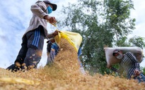 Giá gạo xuất khẩu giảm nhưng vì sao bà con không nên vội bán?