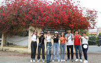 Giàn hoa giấy khổng lồ trước cổng trường ở Tây Ninh hot bất ngờ