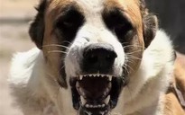 Nha Trang: Tiêu hủy con chó cắn du khách
