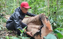 Phát hiện vụ phá rừng lớn tại Gia Lai