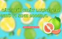 Cùng sống xanh số 20: Nông dân làm vi sinh chỉ 2.000đ/ lít chăm cây bưởi cho trái bán đắt như tôm tươi