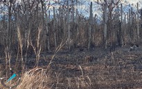 Gia Lai: Cháy hơn 14.000 trụ hồ tiêu đang cho thu hoạch