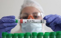 Chuyên gia WHO kêu gọi các nước cảnh giác với cúm A (H5N1)