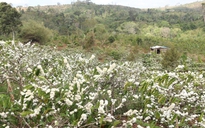 Những ngọn đồi được "mặc chiếc áo trắng" trong mùa hoa cà phê Tây nguyên
