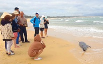 Bình Định: Một xác cá voi trôi vào bờ biển Quy Nhơn