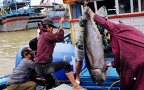 Tàu cá ăn tết trên biển 
trở về đầy ắp “lộc biển”