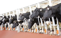 TH true MILK nhập khẩu thêm 2.000 bò sữa thuần chủng Holstein Friesian từ Mỹ