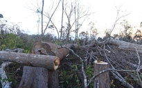 Cận cảnh rừng Đắk Nông tiếp tục bị 'thảm sát'