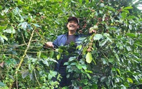 Giấc mơ cà phê đặc sản Việt: Người nông phu tử tế