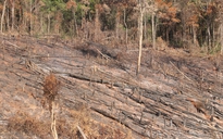 Đắk Nông: Lập chốt kiểm soát 24/24 ngăn chặn lâm tặc phá rừng