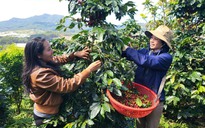 Giấc mơ cà phê đặc sản Việt: Tiệm cà phê trên đồi M’Nang