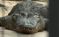 Vào sở thú trộm trứng cá sấu về ấp nuôi hơn 20 năm