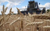 Ủy ban châu Âu phản đối Ba Lan, Hungary cấm nhập ngũ cốc Ukraine