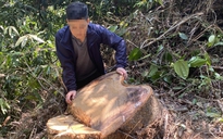 Thừa Thiên - Huế: Đốn hàng loạt gỗ rừng, khai dùng để làm nhà