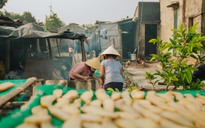 Món khoai đặc sản phải ủ chăn bông 3 ngày, phơi 12 nắng ở Quảng Bình