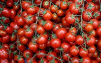 Nguyên nhân gây hàng loạt vụ nôn mửa sau khi ăn cà chua bi ở Hàn Quốc