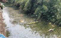 Quảng Bình: Một nhánh sông Kiến Giang ô nhiễm, nhiều người dân 'cầu cứu'