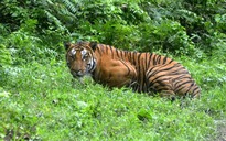 Thủ tướng Ấn Độ Narendra Modi tự hào về số lượng hổ hoang dã