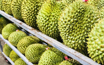 Trung Quốc tự trồng sầu riêng, Việt Nam có nên lo?