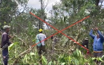 Khởi tố thêm nhiều bị can hủy hoại hơn 48.000 cây cà phê ở Đắk Lắk