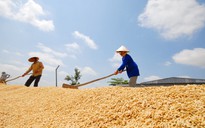 Nắng nóng khắp nơi đẩy giá gạo đạt mức cao kỷ lục