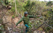 Nửa thế kỷ hái lá Cù Lao Chàm