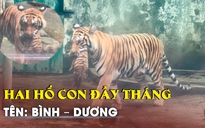 Thảo Cầm Viên Sài Gòn làm lễ đầy tháng cho hai hổ con, đặt tên: Bình-Dương