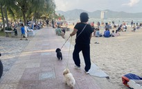 Nha Trang cấm mang động vật nuôi đi dạo bờ biển, tắm biển: Người dân ủng hộ