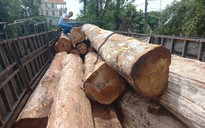 Gia Lai: Khởi tố vụ khai thác, vận chuyển hơn 46 m3 gỗ Kơ nia