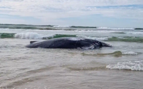 Cá voi lưng gù 30 tấn mắc cạn bí ẩn ở Úc