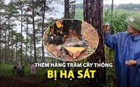 Thêm hàng trăm cây thông ở Lâm Đồng bị lâm tặc hạ sát bằng hóa chất