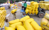 Ấn Độ chính thức cấm xuất khẩu gạo, giá sẽ tăng mạnh