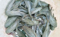 Ăn cá lau kiếng có bị ngộ độc?