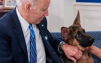 'Đệ nhất khuyển' của Tổng thống Biden lại gây rắc rối ở Nhà Trắng