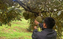 Đắk Nông: Bắt 2 nghi phạm cắt trộm 700 kg sầu riêng đang mùa thu hoạch