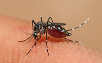 El Nino làm muỗi sinh trưởng nhanh hơn, đe dọa bùng phát dịch sốt xuất huyết