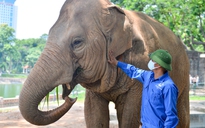 Quản tượng 24 năm tại vườn thú Hà Nội: 'Chúng tôi coi voi như con của mình'