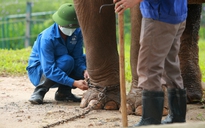 Vườn thú Hà Nội tháo xích chân cho 2 con voi