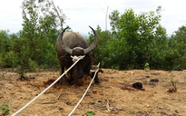 Đàn trâu hoang 30 con ở Quảng Trị phá cây rừng, tấn công người