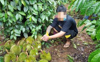 Đắk Nông: Bắt 2 nghi phạm lợi dụng trời mưa cắt trộm gần 100 kg sầu riêng